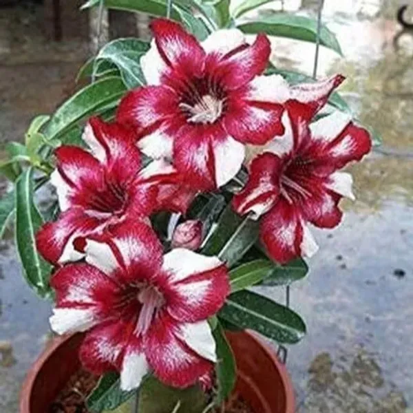Adenium_Flower_Plants_Combo_Pack_Of_6