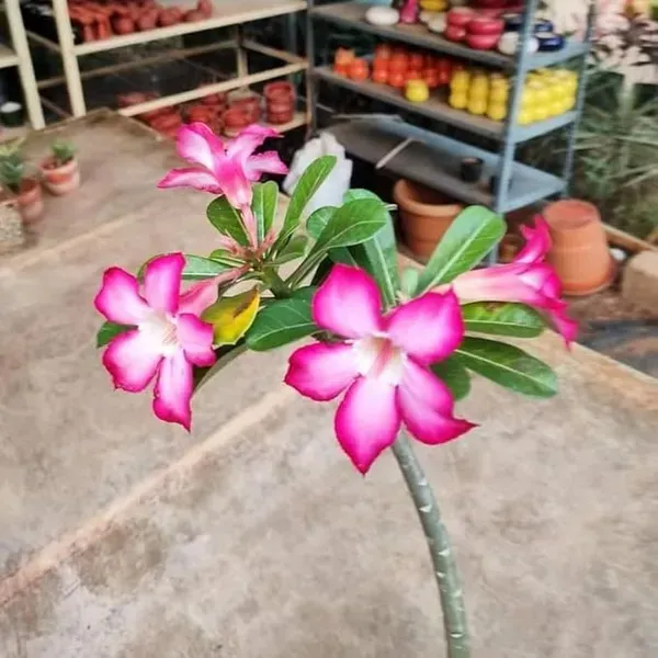 Adenium_Flower_Plants_Combo_Pack_Of_6