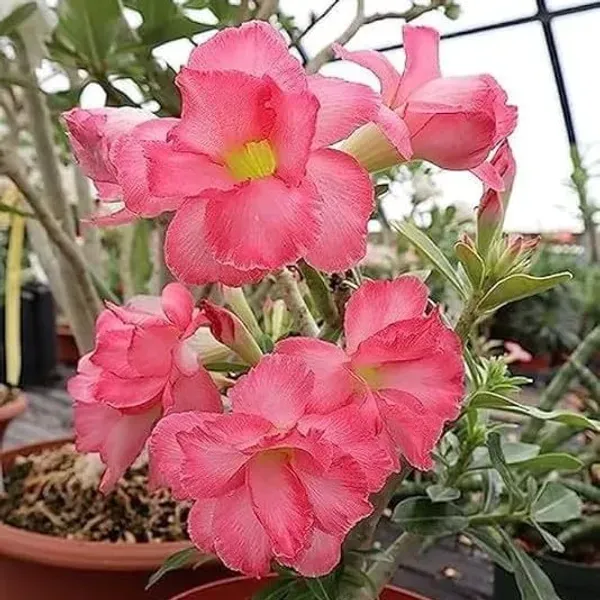 Adenium_Flower_Plants_Combo_Pack_Of_6