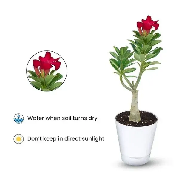 Adenium_Flower_Plants_Combo_Pack_Of_6