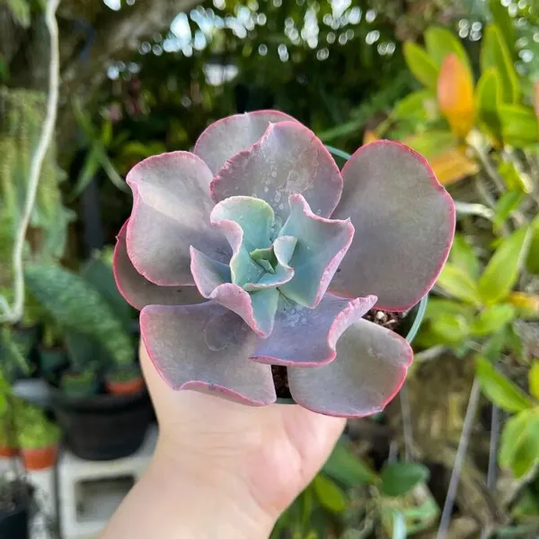 Echeveria_Gibbiflora_Sacculents_Live_Plant