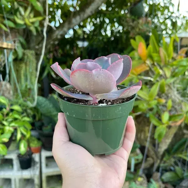 Echeveria_Gibbiflora_Sacculents_Live_Plant