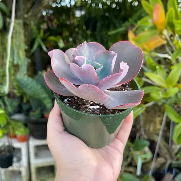 Echeveria_Gibbiflora_Sacculents_Live_Plant