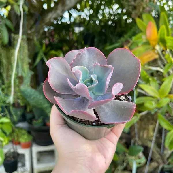 Echeveria_Gibbiflora_Sacculents_Live_Plant