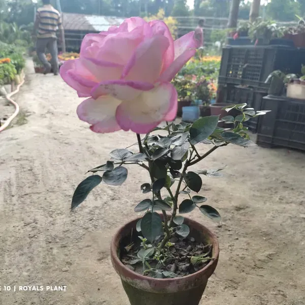 Princess_Of_Monaco_Rose_Flower_Plant