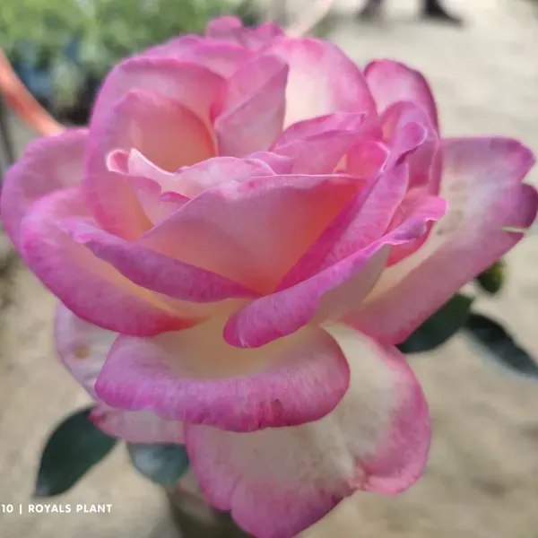Princess_Of_Monaco_Rose_Flower_Plant