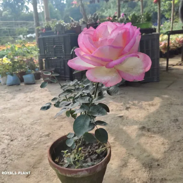 Princess_Of_Monaco_Rose_Flower_Plant