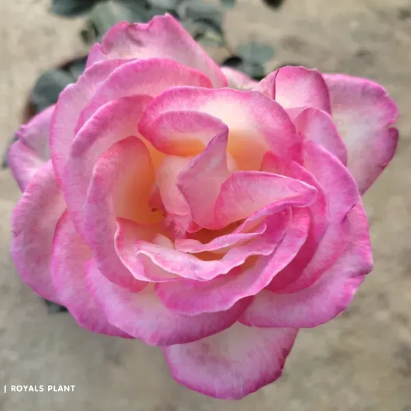 Princess_Of_Monaco_Rose_Flower_Plant