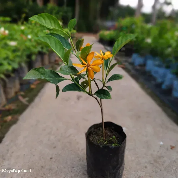Golden_Gardenia_Perfuming_Flower_Plant_Yellow