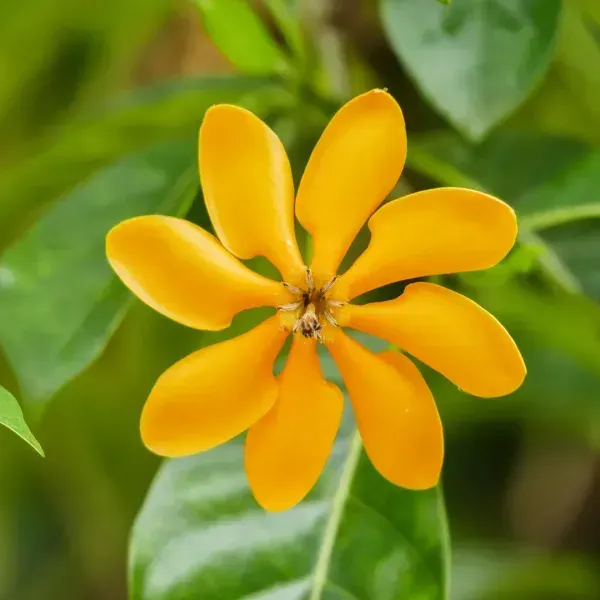 Golden_Gardenia_Perfuming_Flower_Plant_Yellow