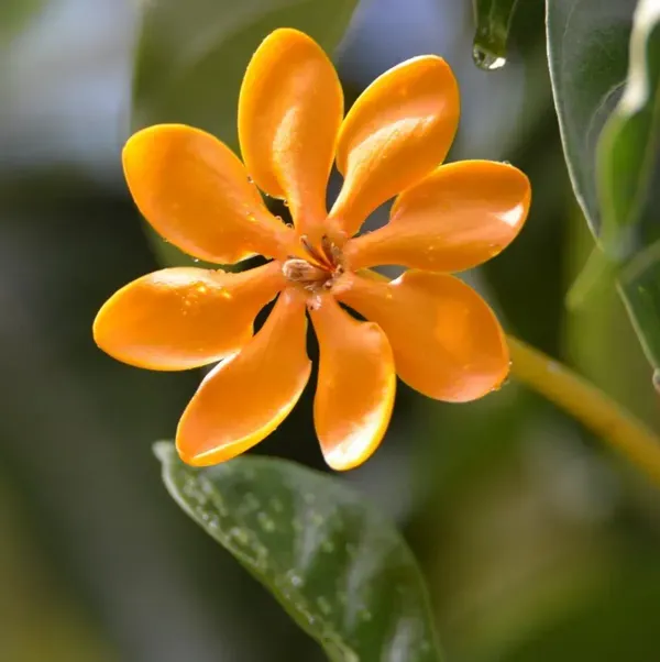 Golden_Gardenia_Perfuming_Flower_Plant_Yellow