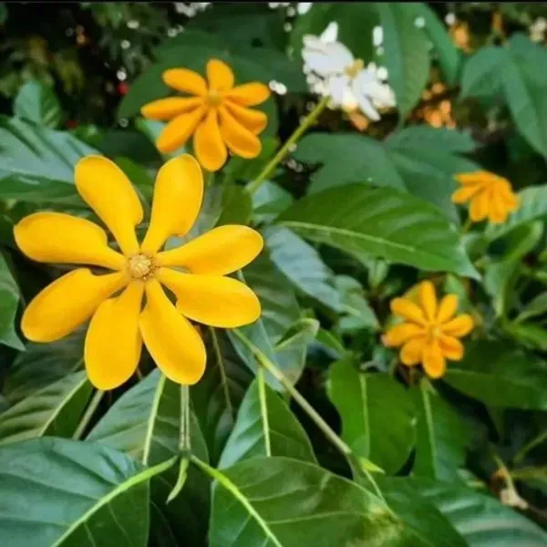 Golden_Gardenia_Perfuming_Flower_Plant_Yellow
