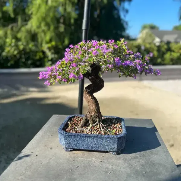 Blue_Bell_Bonsai_Plant_For_Home_Garden