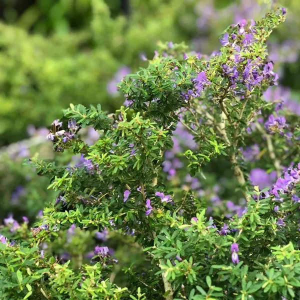 Blue_Bell_Bonsai_Plant_For_Home_Garden
