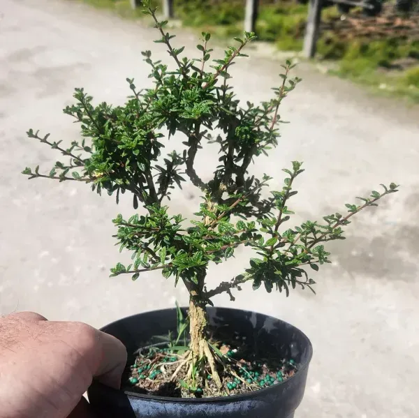 Blue_Bell_Bonsai_Plant_For_Home_Garden