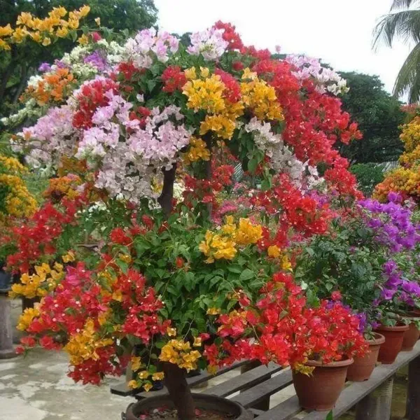 Multigrafted_Bougainvillea_Flower_Plant_6_Colour