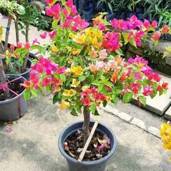 Multigrafted_Bougainvillea_Flower_Plant_6_Colour
