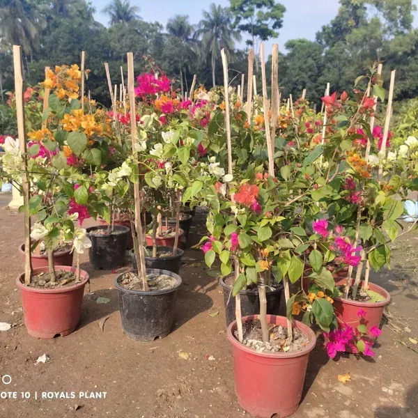 Multigrafted_Bougainvillea_Flower_Plant_6_Colour