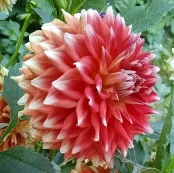 Dahlia_Flower_Plant_Variegated_White_Red