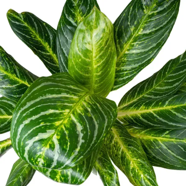 Aglaonema_White_Lightning_For_Home_Garden