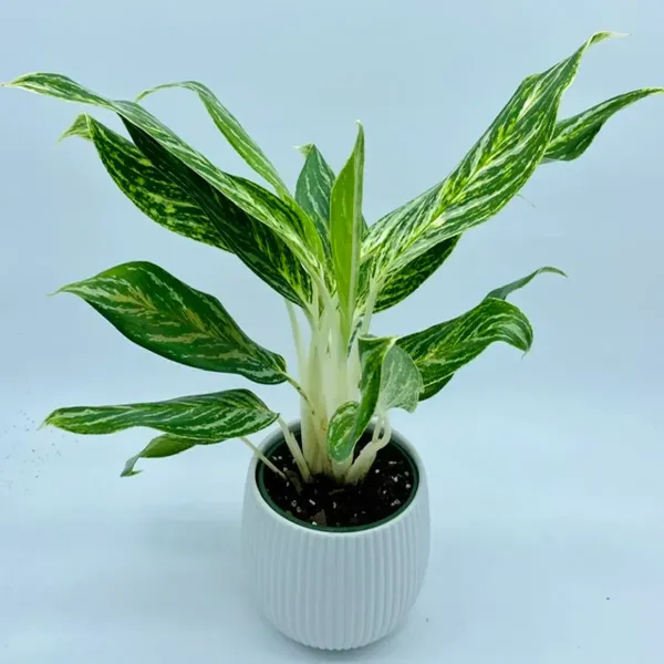 Aglaonema_White_Lightning_For_Home_Garden