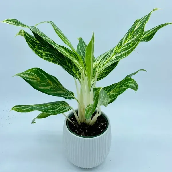 Aglaonema_White_Lightning_For_Home_Garden