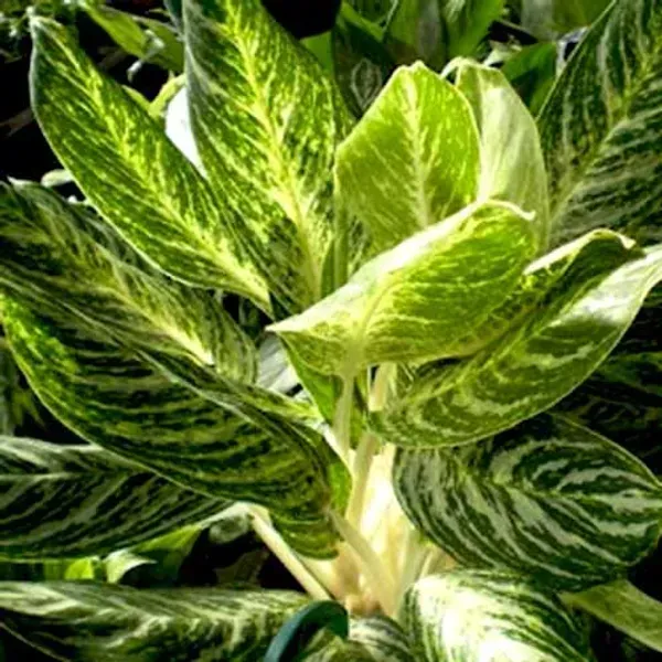 Aglaonema_White_Lightning_For_Home_Garden