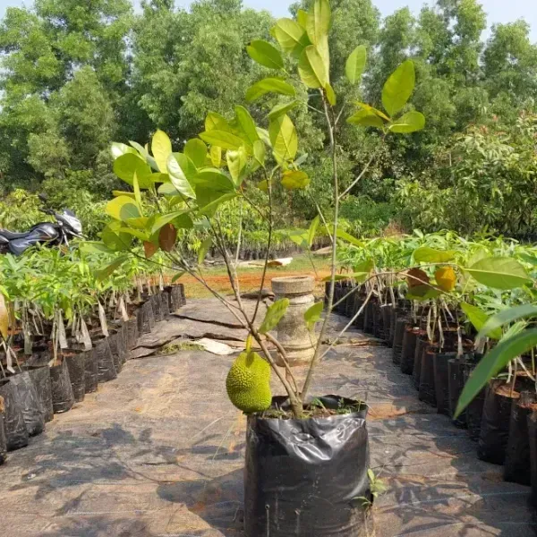 Vietnam_Super_Early_Jackfruit_Grafted_Hybrid_Fruit_Plant