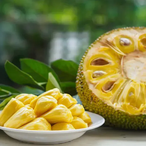 Vietnam_Super_Early_Jackfruit_Grafted_Hybrid_Fruit_Plant