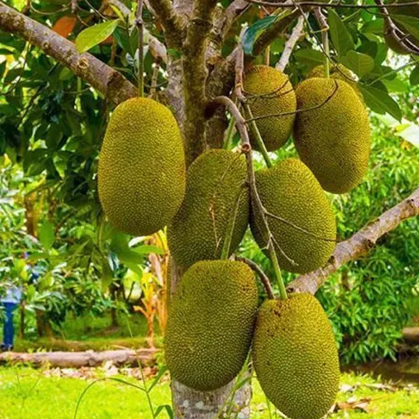 Vietnam_Super_Early_Jackfruit_Grafted_Hybrid_Fruit_Plant