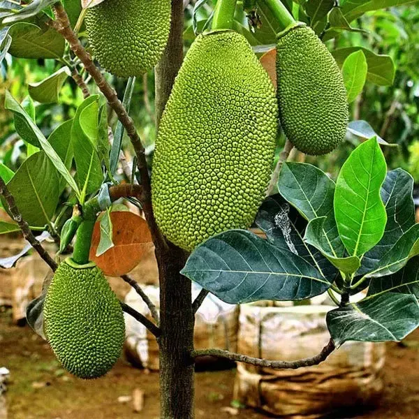 Vietnam_Super_Early_Jackfruit_Grafted_Hybrid_Fruit_Plant