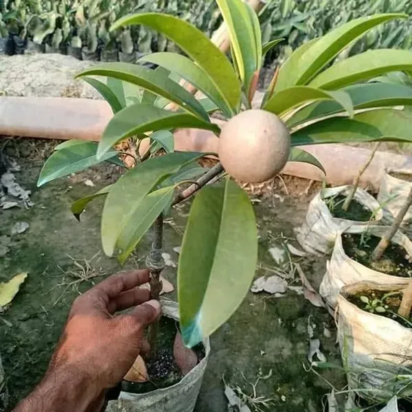 Kalapati_Chikoo_Fruit_Plant_For_Home_Garden