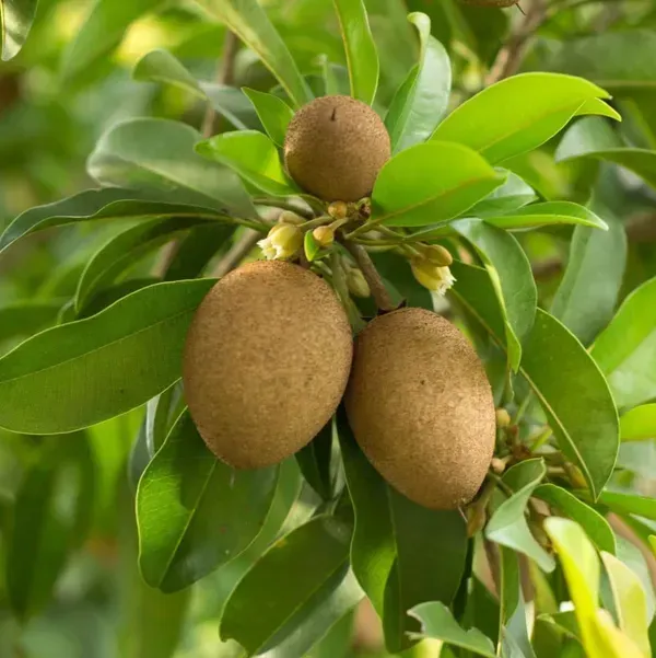 Kalapati_Chikoo_Fruit_Plant_For_Home_Garden