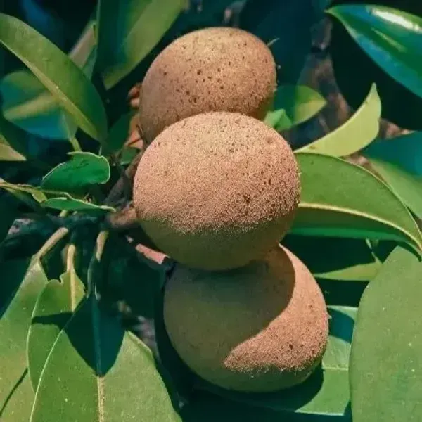 Kalapati_Chikoo_Fruit_Plant_For_Home_Garden