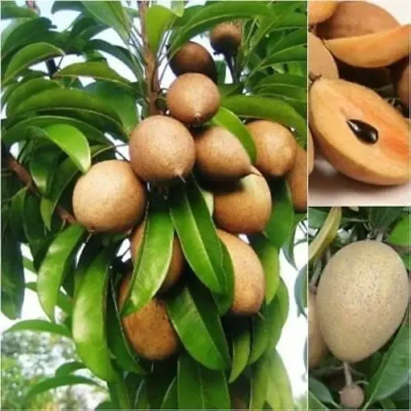 Kalapati_Chikoo_Fruit_Plant_For_Home_Garden