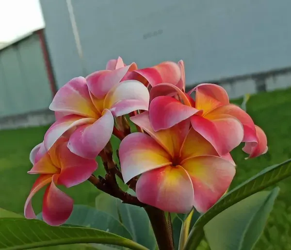 Dwarf_Variety_Pulmeria_Flower_Plant