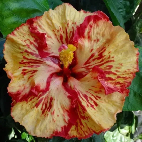 Australian_Variety_Grafted_Hibiscus_Flower_Plant