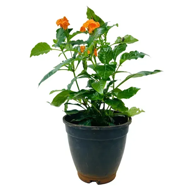 Crossandra_Flower_Plant_Orange