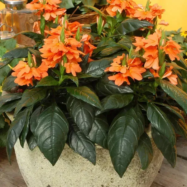 Crossandra_Flower_Plant_Orange