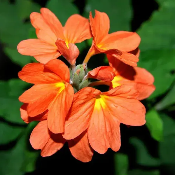 Crossandra_Flower_Plant_Orange