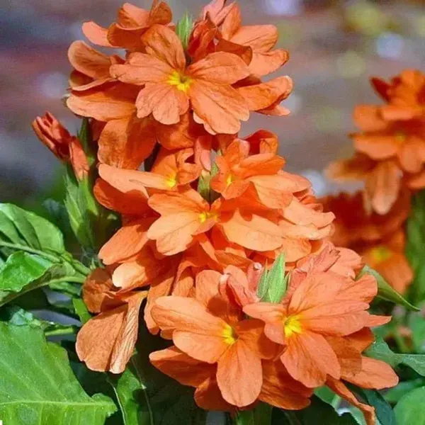 Crossandra_Flower_Plant_Orange