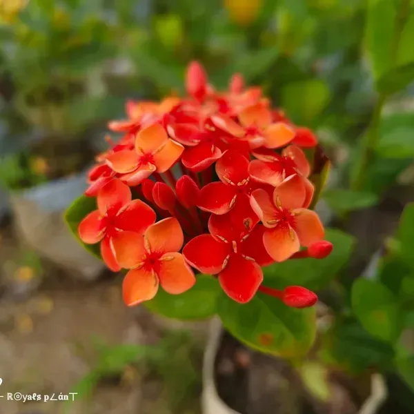 Chinese_Ixora_Flower_Plants_Orange