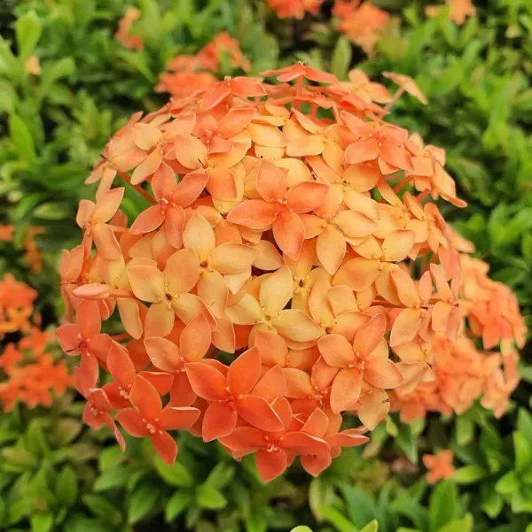 Chinese_Ixora_Flower_Plants_Orange