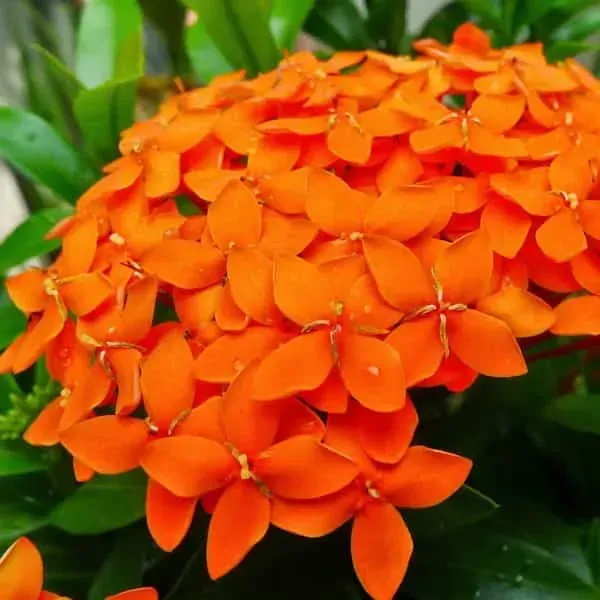 Chinese_Ixora_Flower_Plants_Orange