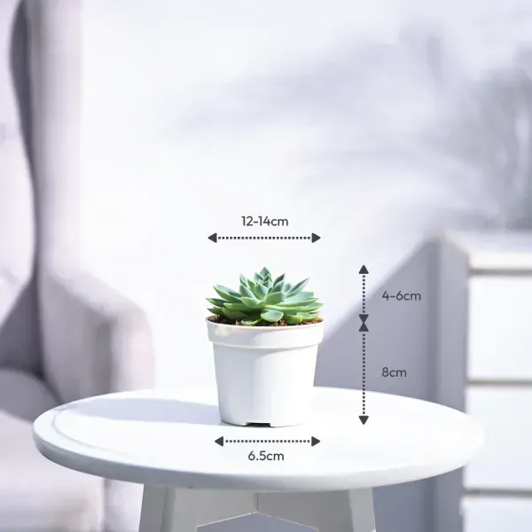 Echeveria_Pegasus_Sacculents_For_Home_Garden