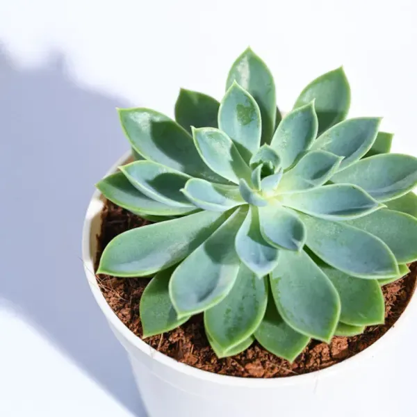 Echeveria_Pegasus_Sacculents_For_Home_Garden