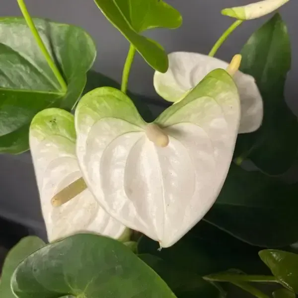 Anthurium_Andreanum_White_Gift_Plants