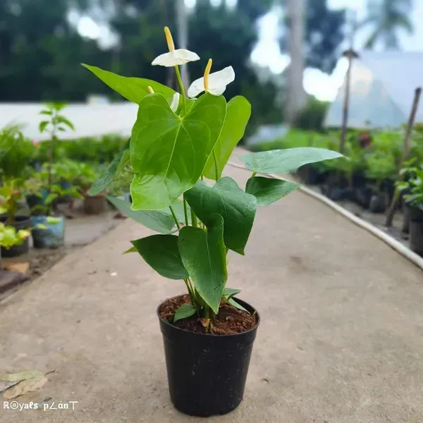 Anthurium_Andreanum_White_Gift_Plants