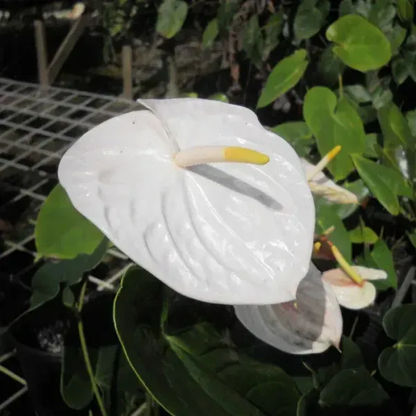 Anthurium_Andreanum_White_Gift_Plants