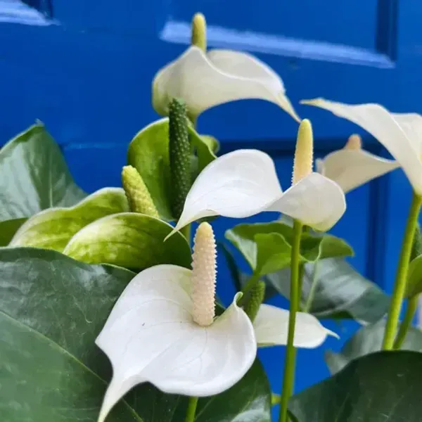 Anthurium_Andreanum_White_Gift_Plants